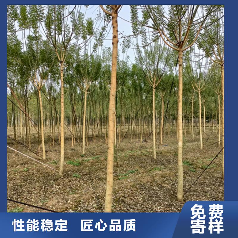 造型法桐认准翌昊苗木种植基地