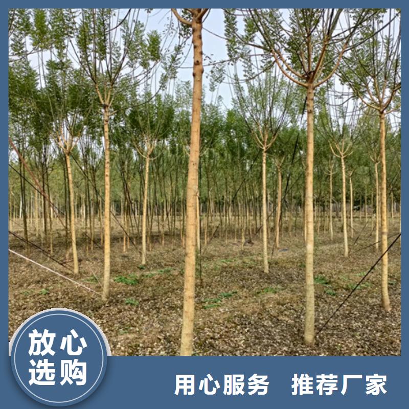 法桐行情的厂家-翌昊苗木种植基地