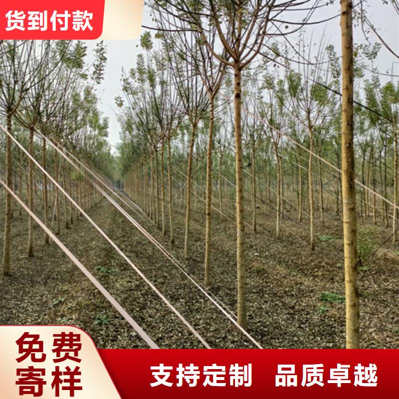 法桐小苗种植基地绿化乔木