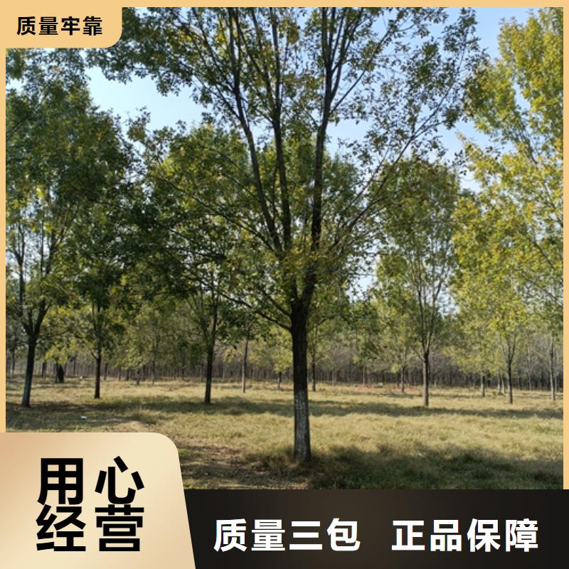 各种规格法桐种植基地绿化乔木