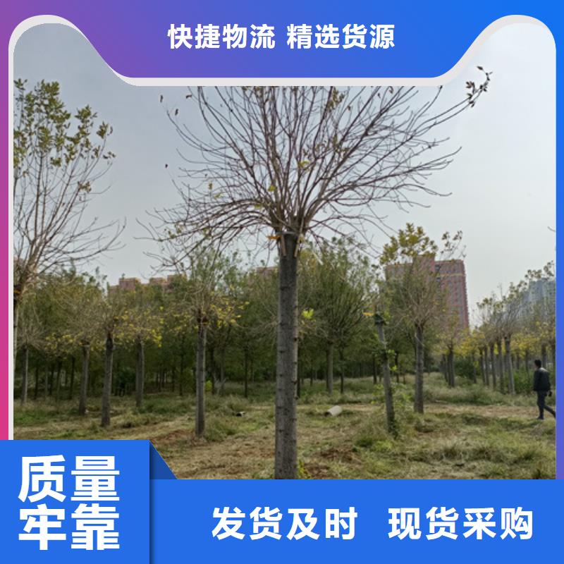 卖法桐行情的天博体育网页版登陆链接