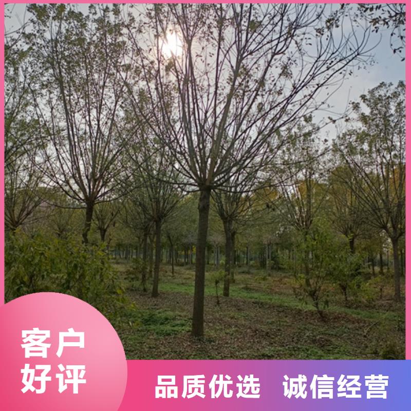 法桐品牌-报价_翌昊苗木种植基地