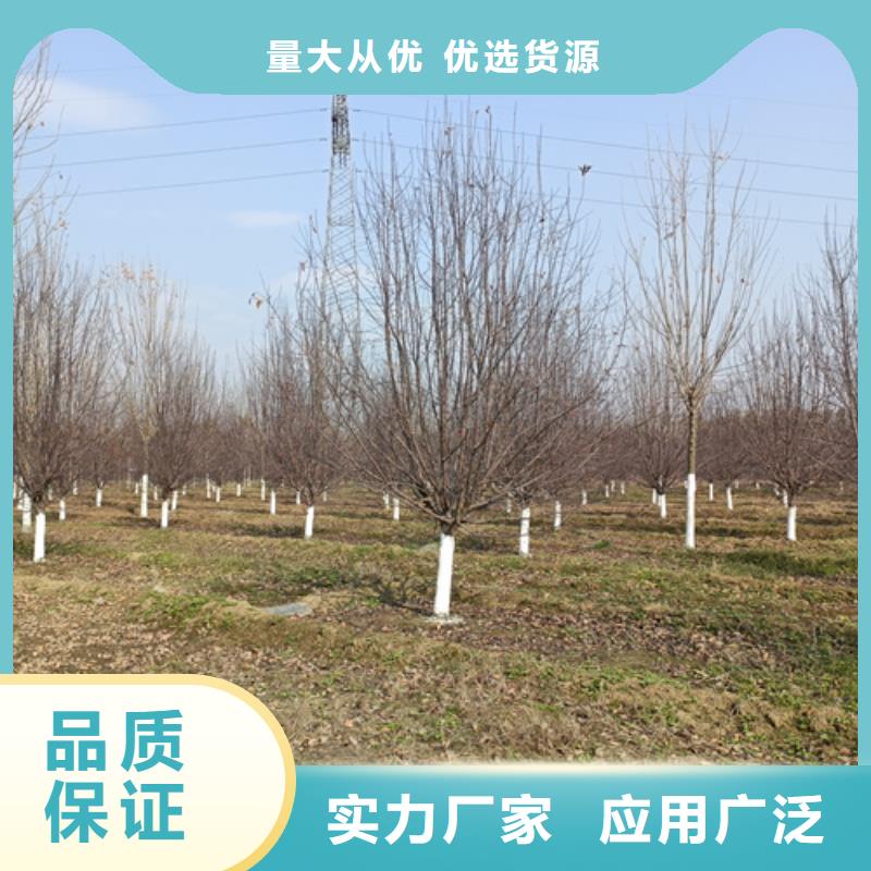 各种规格法桐种植基地绿化乔木