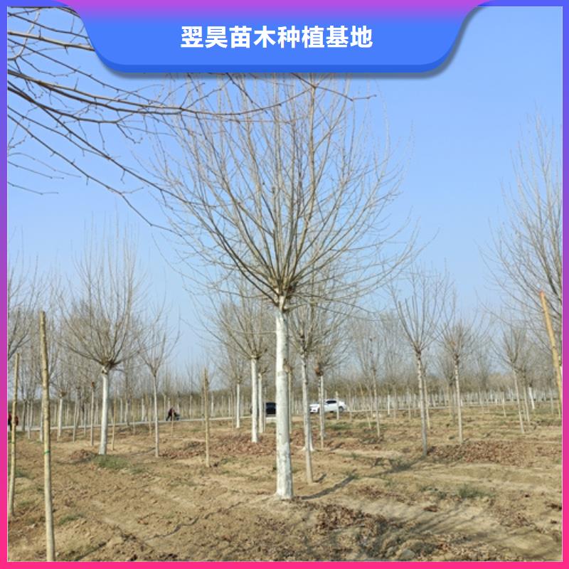 法桐价格质量放心苗木基地