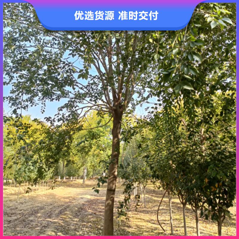 法桐小苗口碑推荐-翌昊苗木种植基地