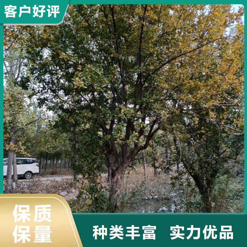 法桐小苗量大从优苗木基地