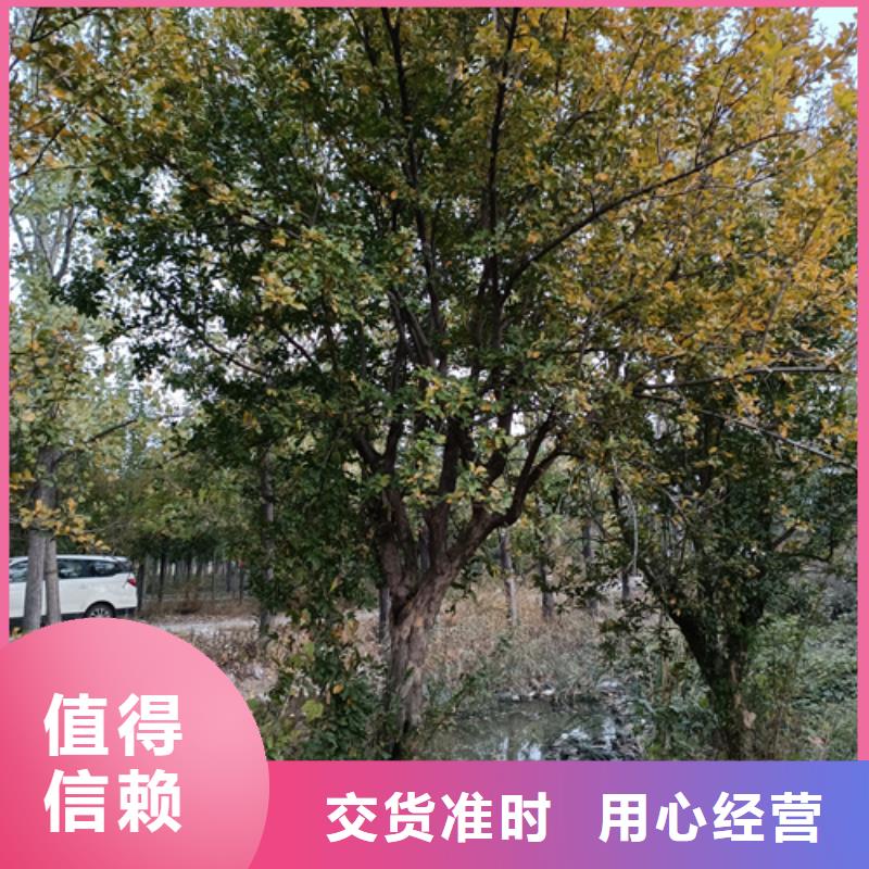 经验丰富的法桐基地经销商