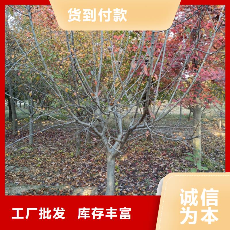 法桐价格质量放心苗木基地