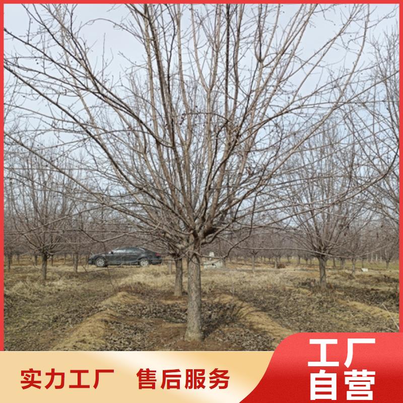 各种规格法桐种植基地绿化乔木