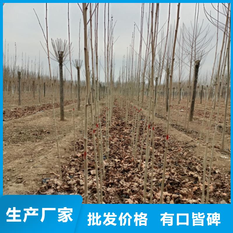 法桐价格质量放心苗木基地