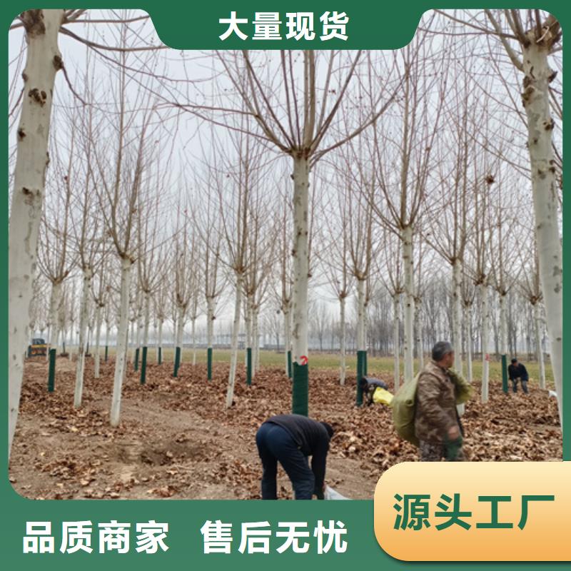 法桐行情种植基地绿化乔木