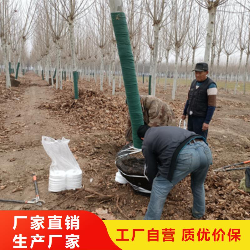 各种规格法桐种植基地绿化乔木