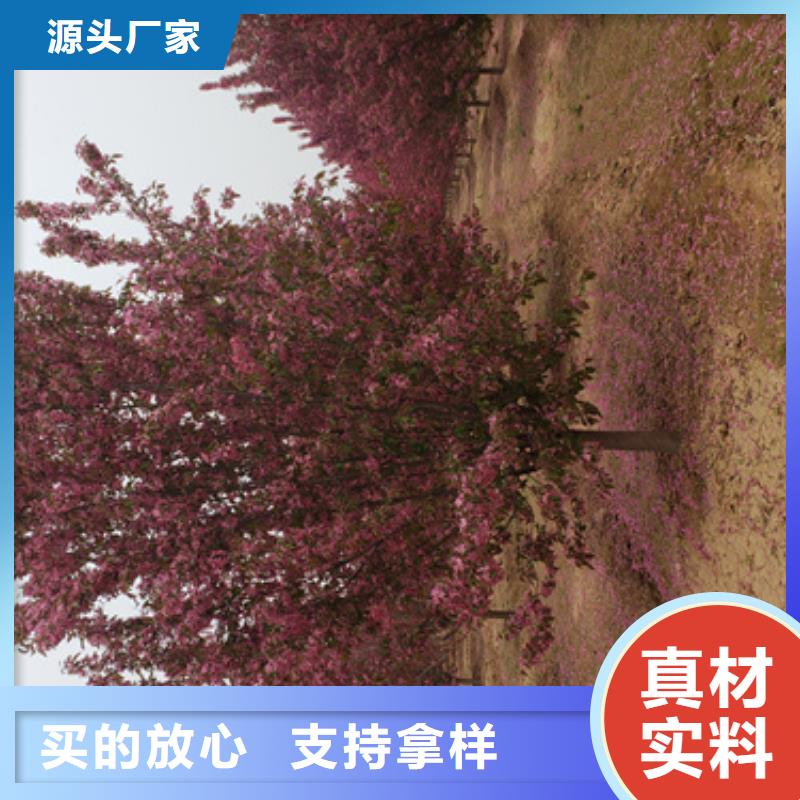 造型法桐认准翌昊苗木种植基地