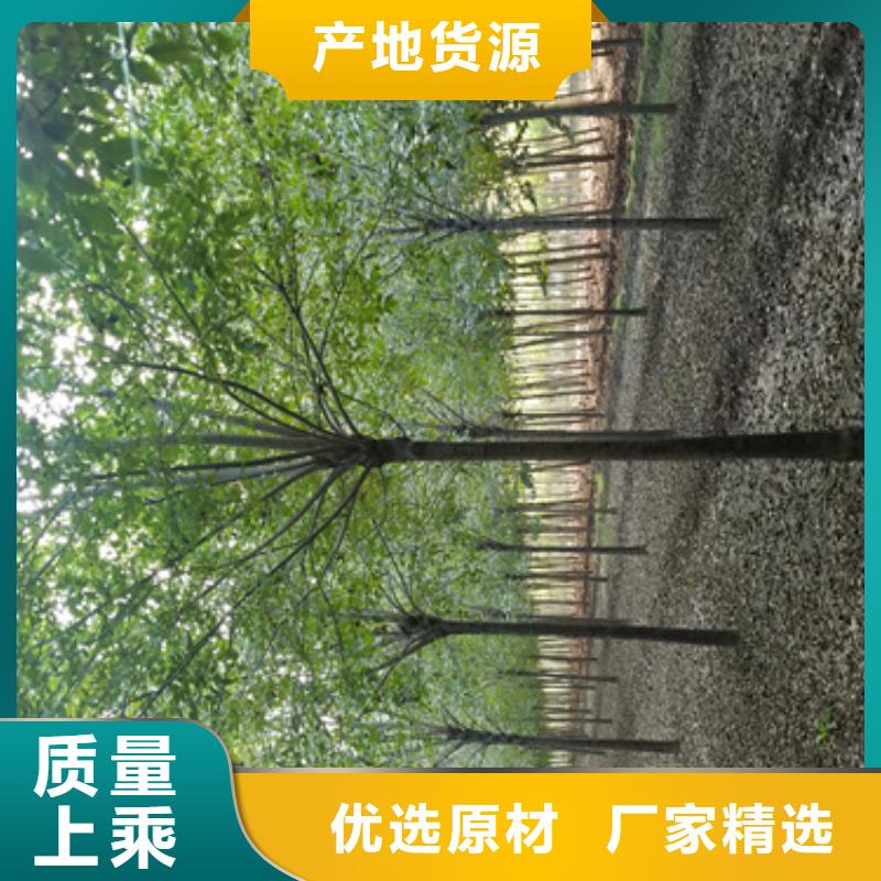 速生法桐种植基地绿化乔木