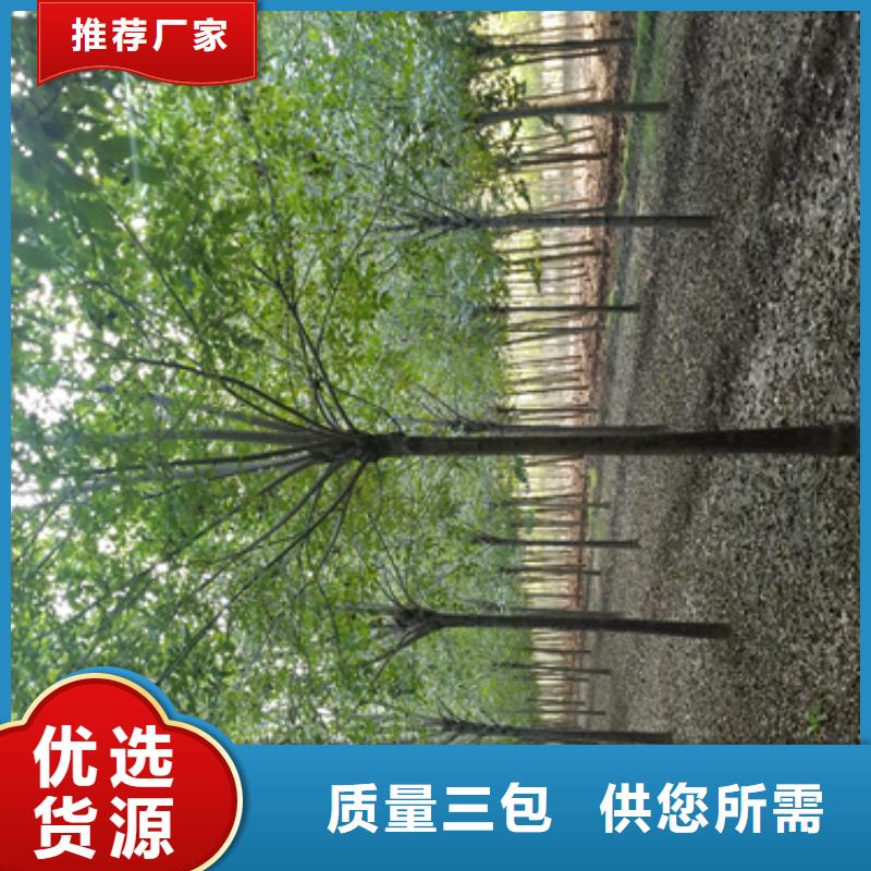 经验丰富的法桐基地经销商