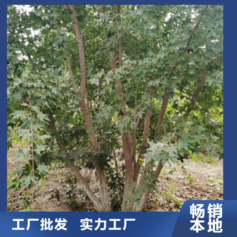 造型法桐价格品牌:翌昊苗木种植基地