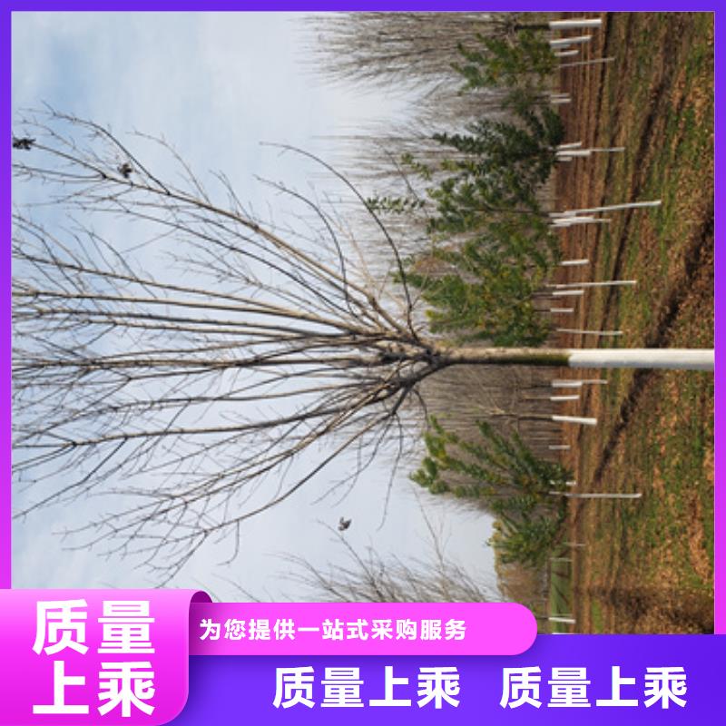 速生法桐价格优惠苗木基地