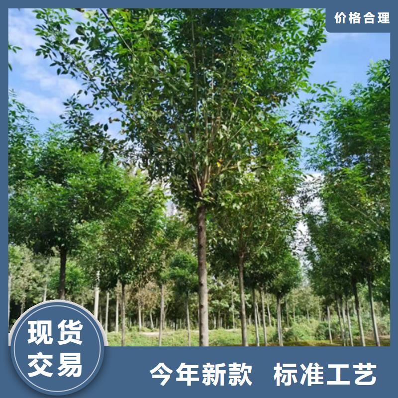 法桐价格种植基地绿化苗木