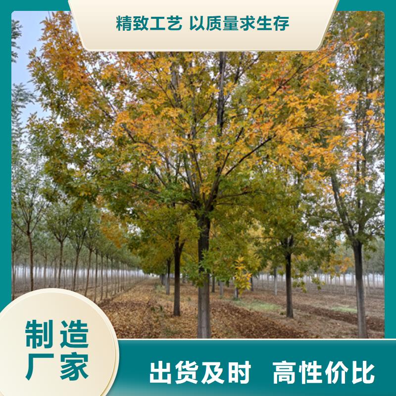 法桐小苗天博体育网页版登陆链接-价格实惠