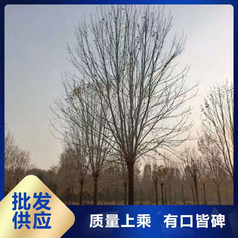 法桐价格质量放心苗木基地