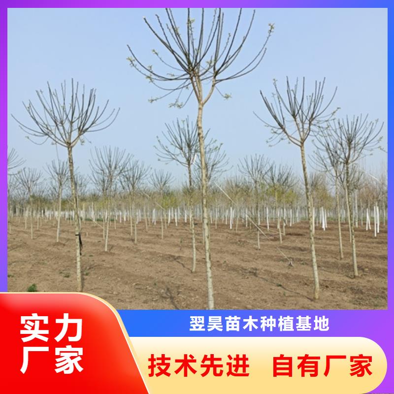 法桐小苗种植基地绿化乔木