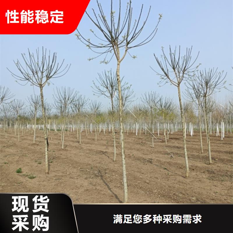 造型法桐种植基地绿化乔木