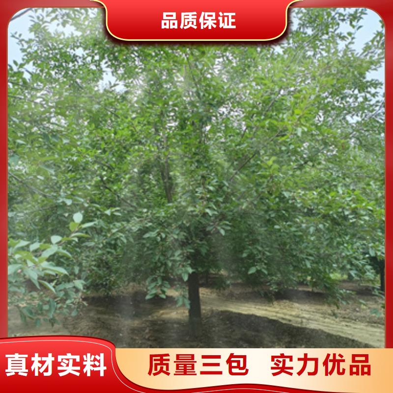 法桐品牌:翌昊苗木种植基地