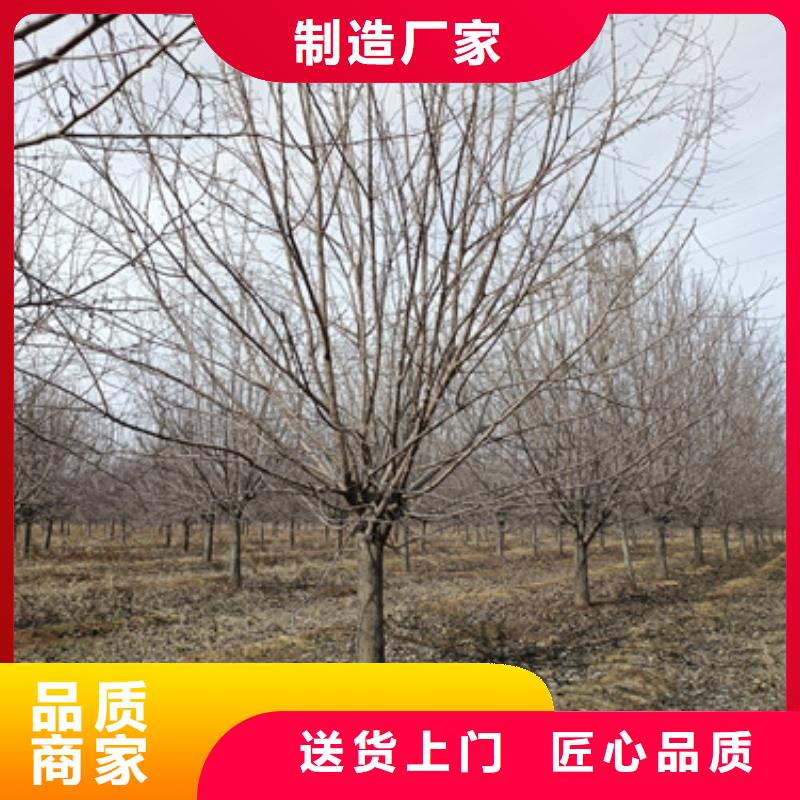 法桐价格现货供应苗木基地