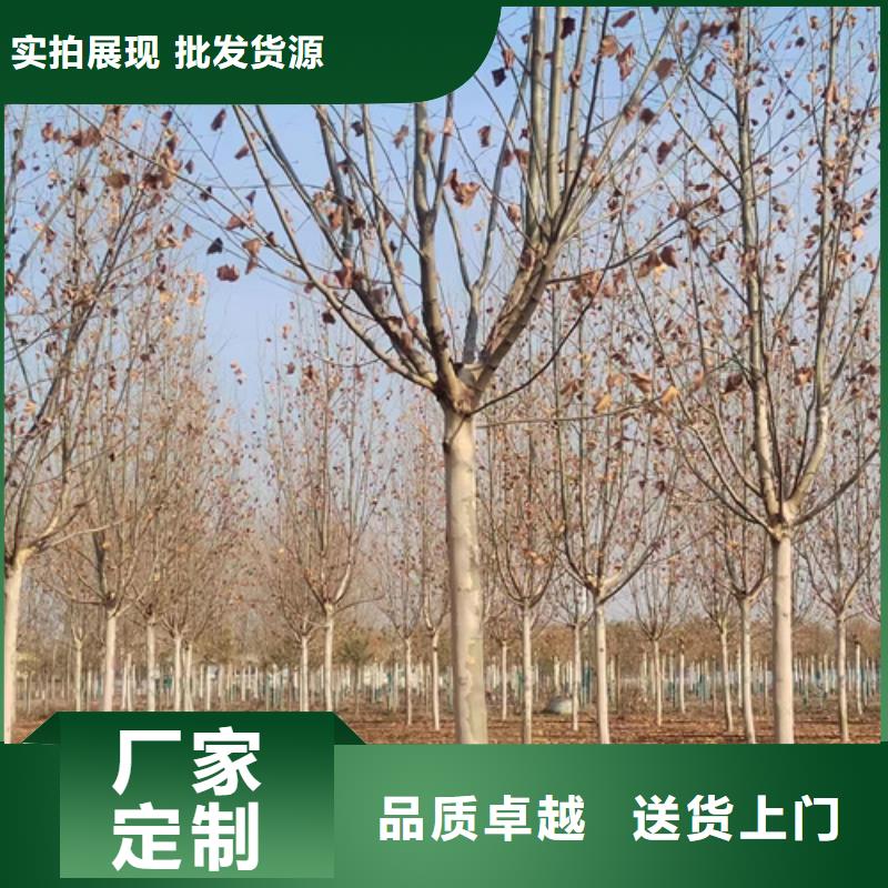 法桐价格价格优惠苗木基地