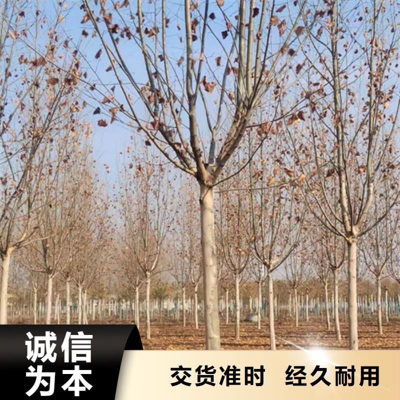 价格行情:法桐