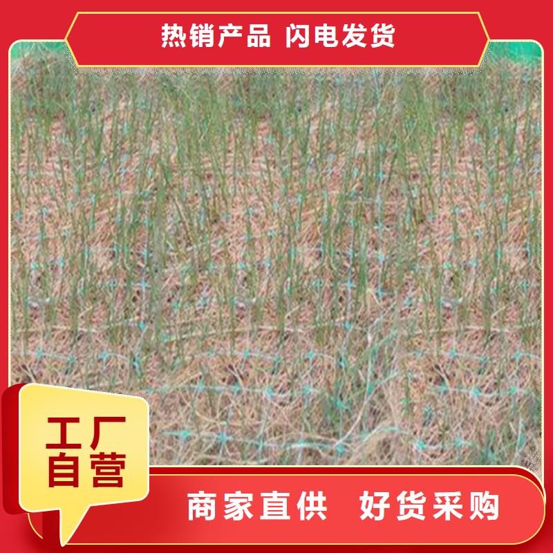 加筋抗冲生物毯-公路植生毯