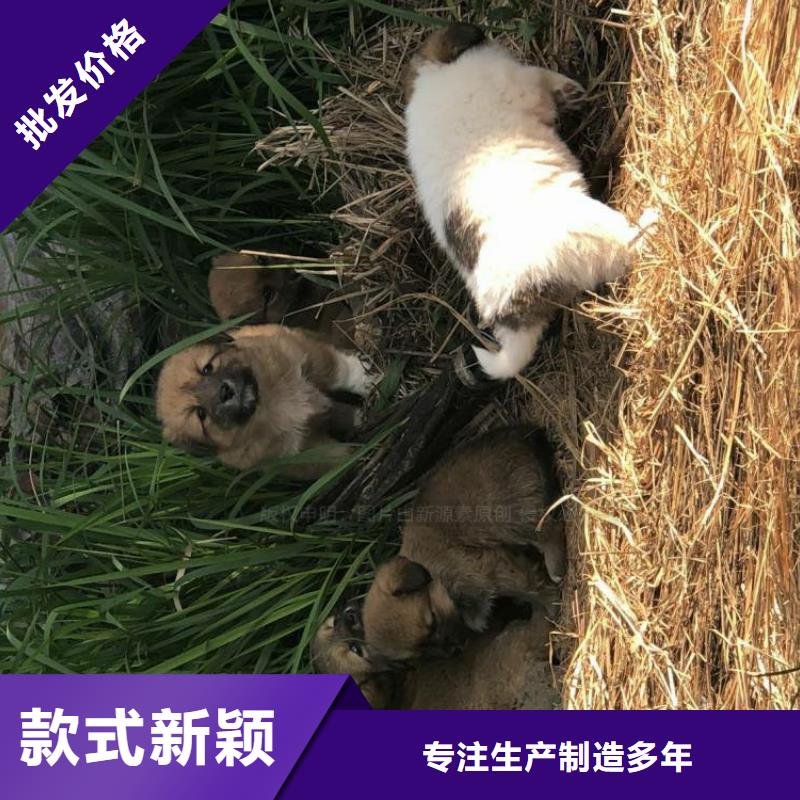 新型无醇燃料调和怎么样？