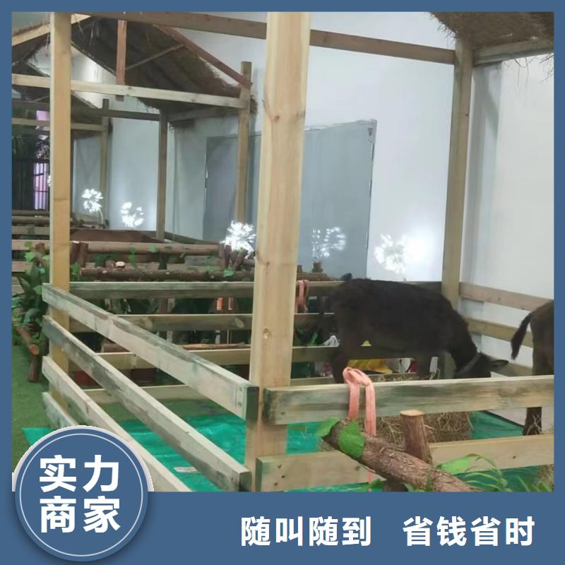 马戏团/羊驼萌宠动物展出租高效快捷