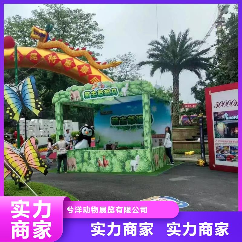 羊驼租赁公司服务全国