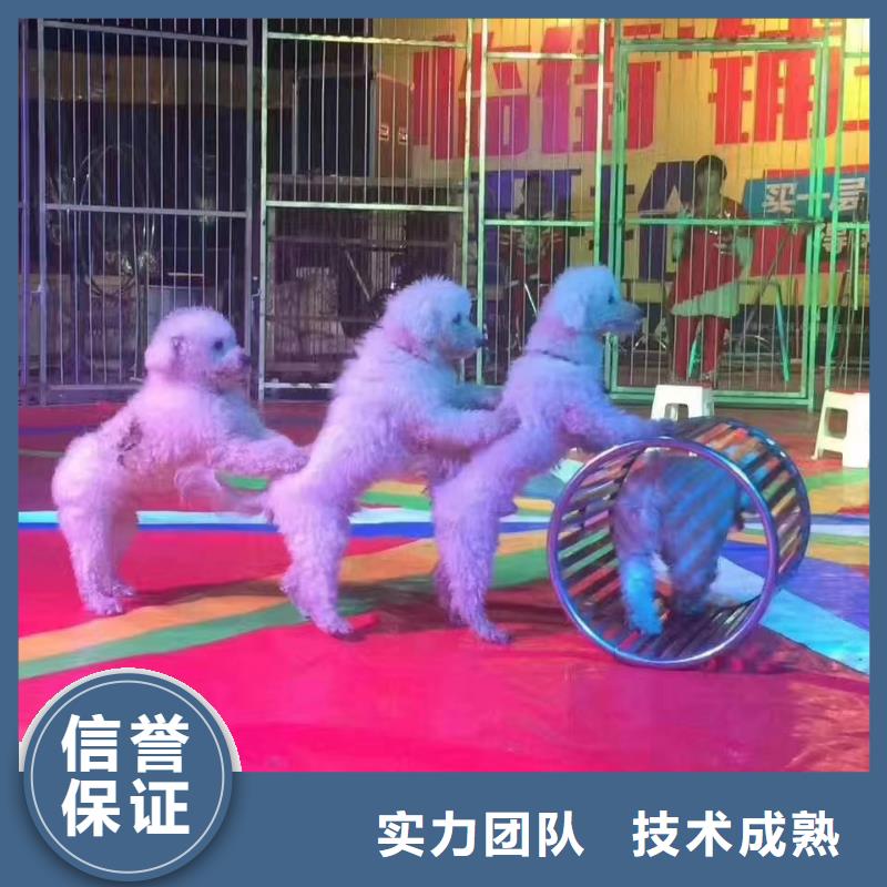 萌宠展出租活动图片