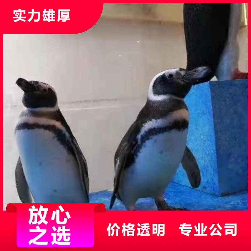 企鹅租赁