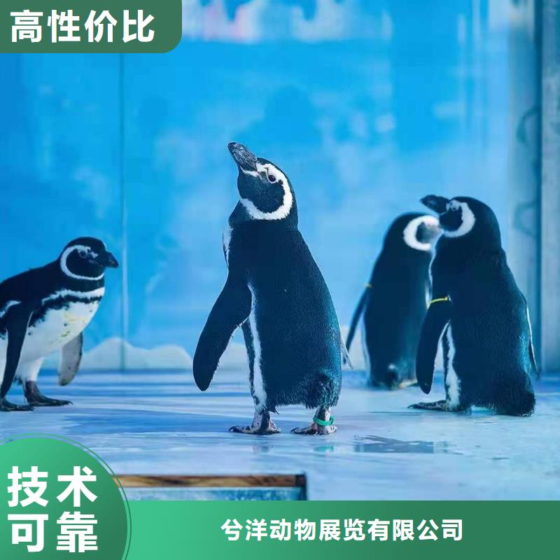 海洋主题动物表演羊驼出租省钱省时