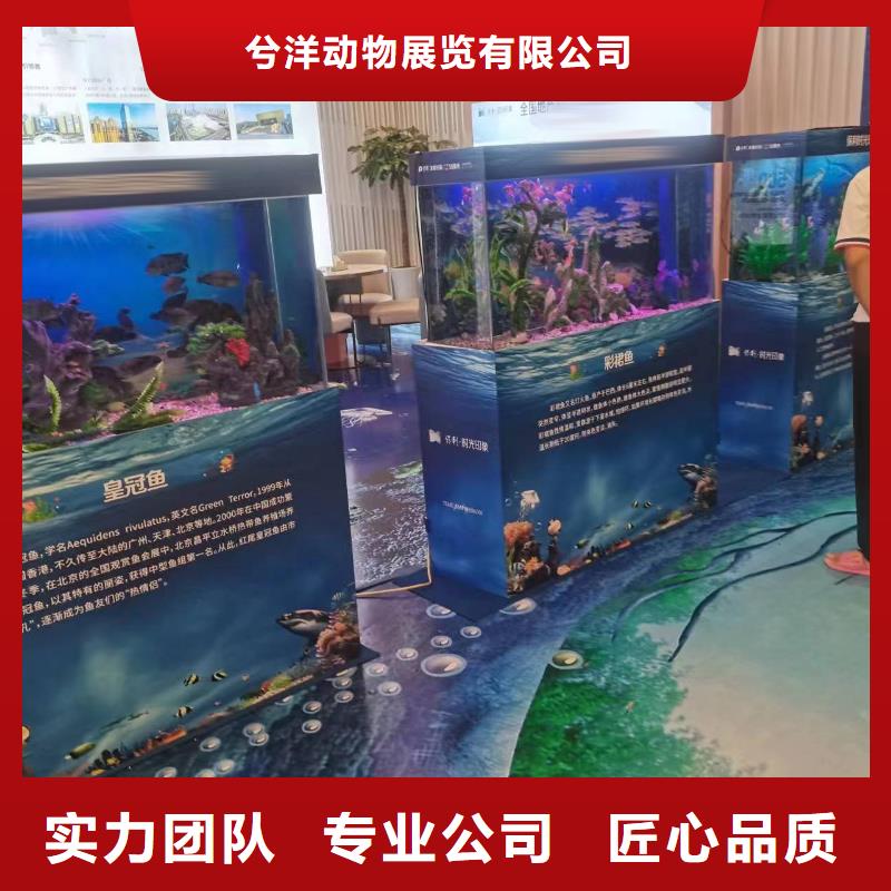 海洋生物展出租活跃气氛