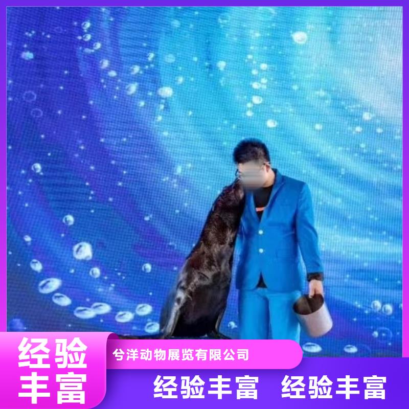 海洋主题动物表演萌宠动物展出租技术比较好