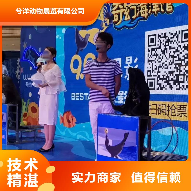 海洋主题动物表演动物杂技表演24小时为您服务