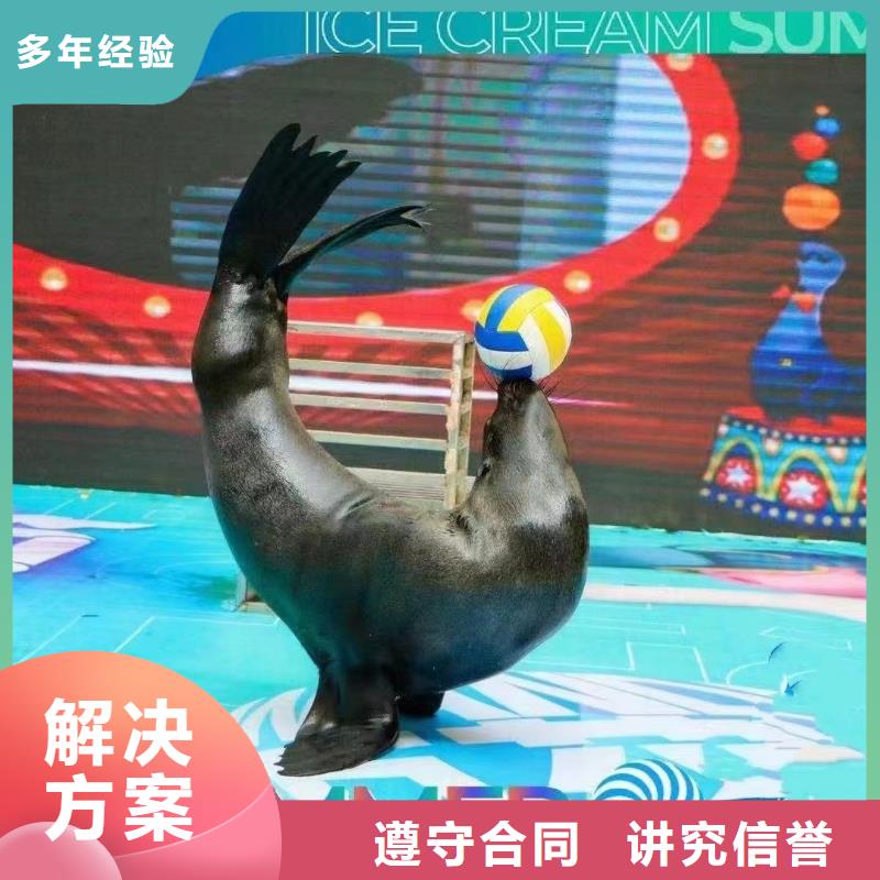 海狮表演出租海洋主题