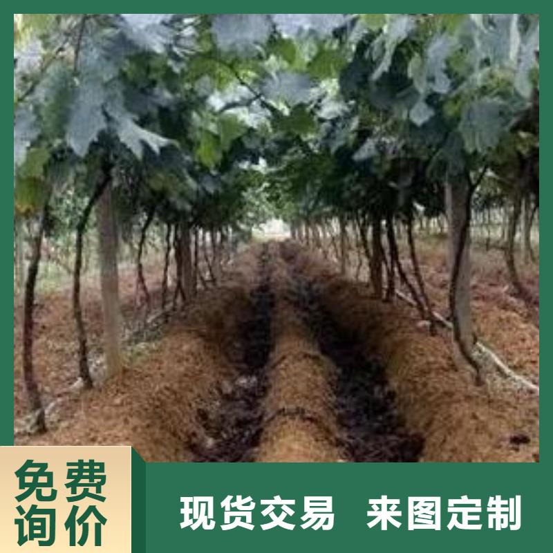 阳谷莘县阳原发酵鸡粪受欢迎