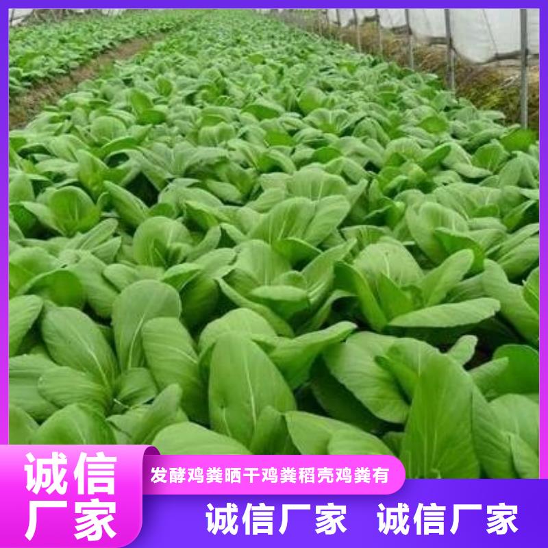 发酵鸡粪改善芹菜品质