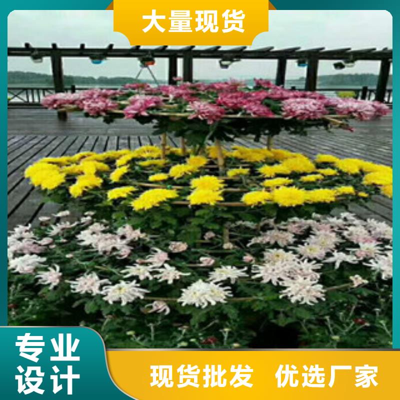 时令草花鲁冰花/粉黛乱子草优质原料