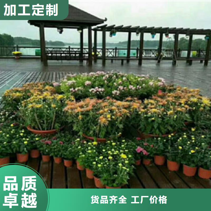 时令草花宿根花卉基地欢迎来厂考察