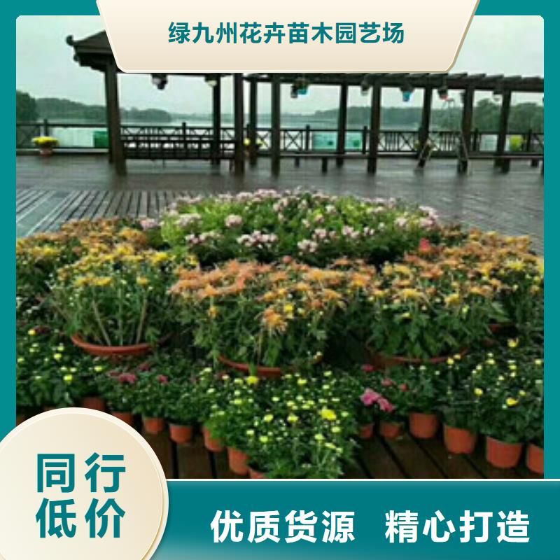 时令草花宿根花卉基地高质量高信誉