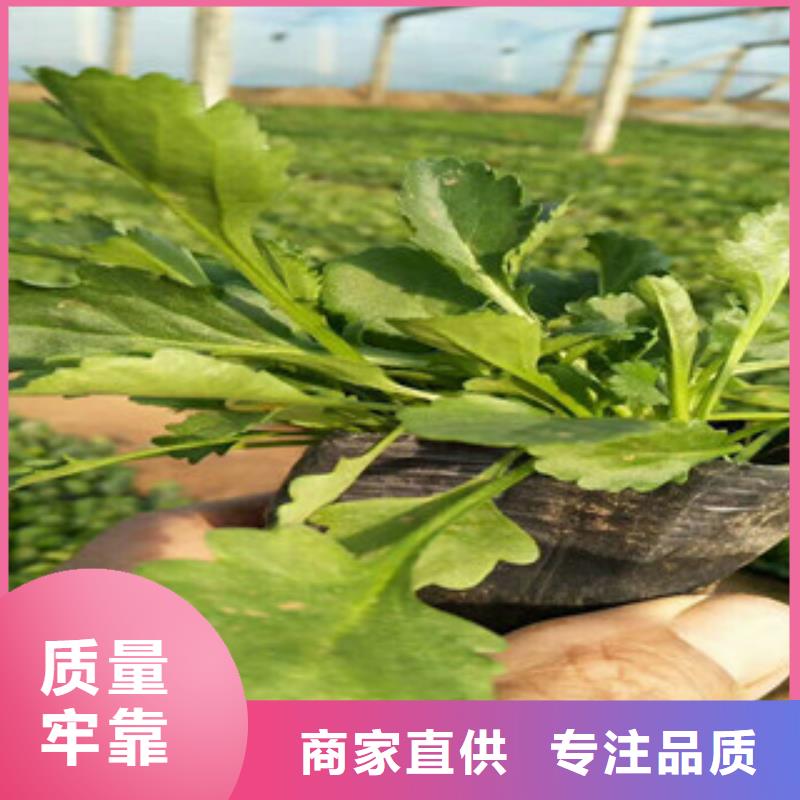 【时令草花】花海景观工程精选货源