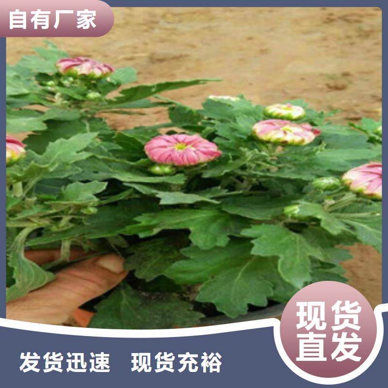 时令草花耐寒耐旱草花基地实力公司