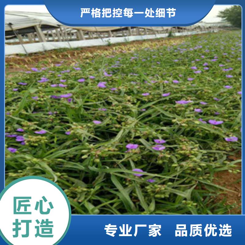 时令草花-花海景观工程专业完善售后