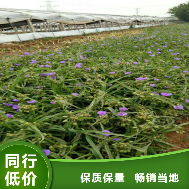 【时令草花五一国庆草花批发现货销售】